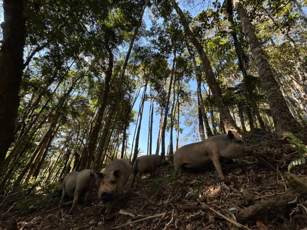 Porco Nilo: da preservação de uma raça brasileira à alta gastronomia