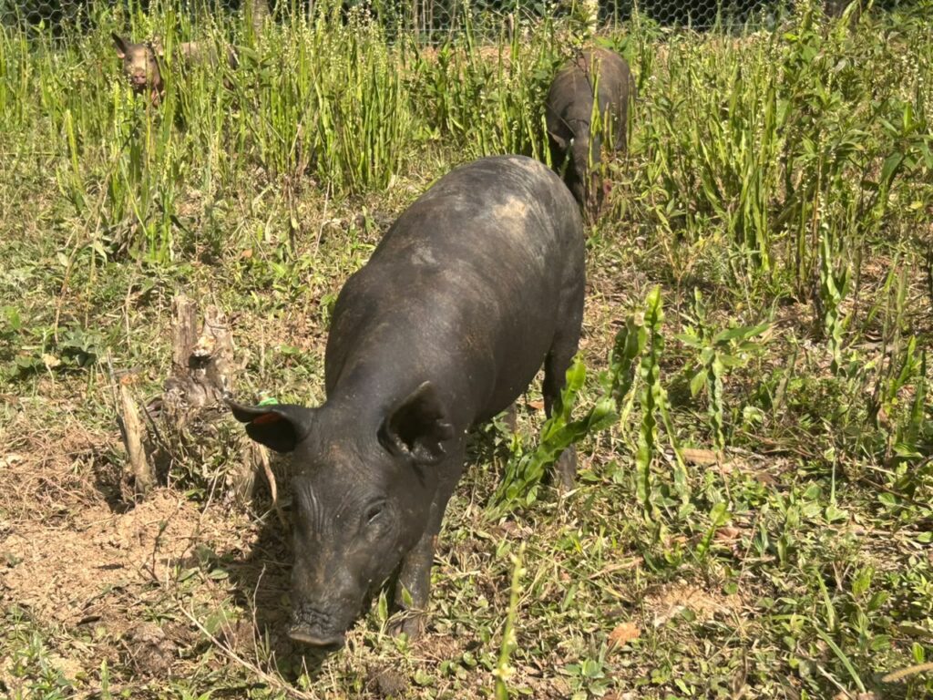 Porco Nilo: da preservação de uma raça brasileira à alta gastronomia