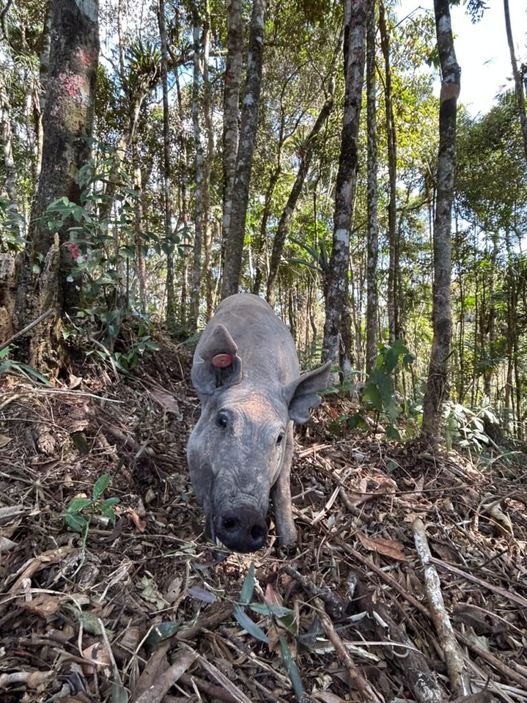 Porco Nilo: da preservação de uma raça brasileira à alta gastronomia