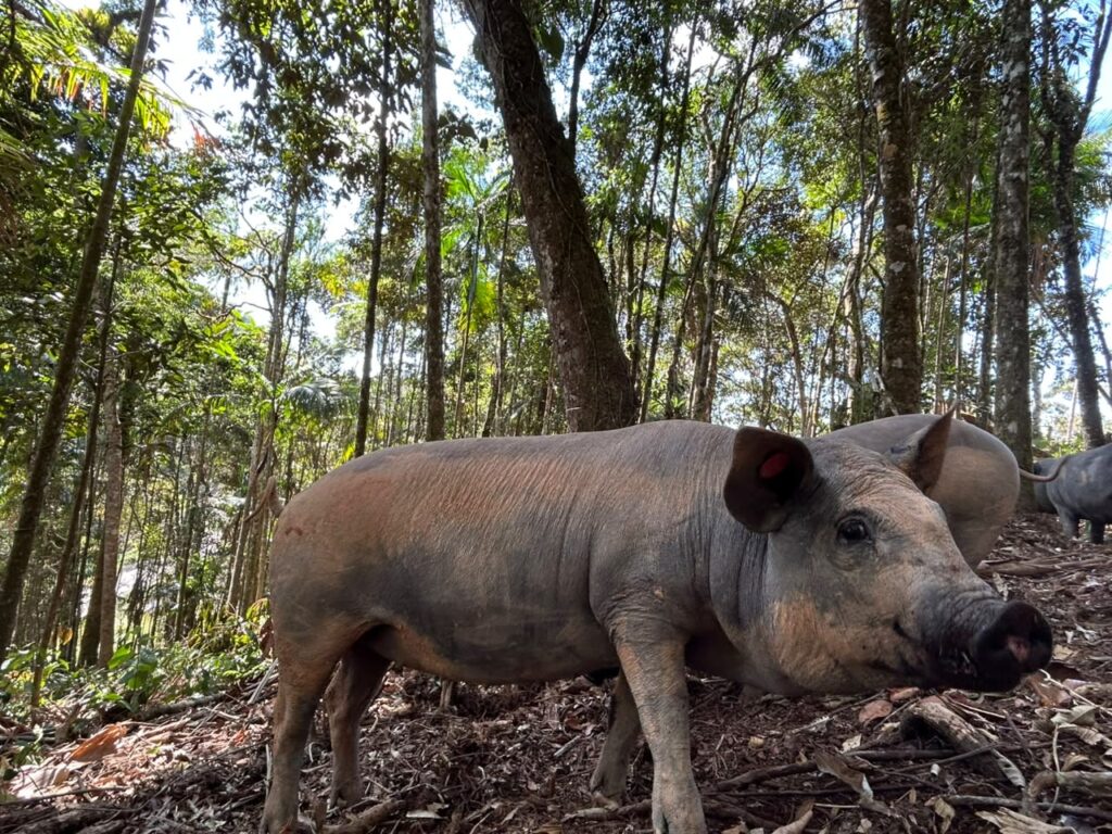 Porco Nilo: da preservação de uma raça brasileira à alta gastronomia