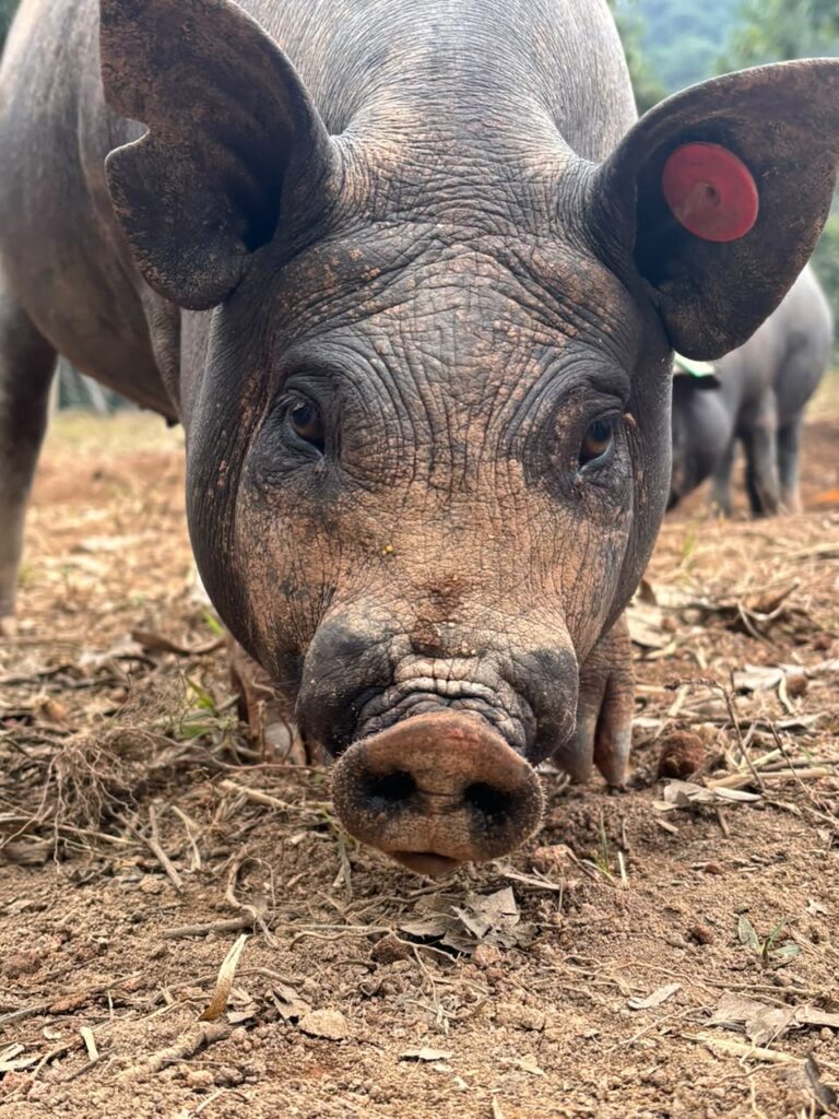 Porco Nilo: da preservação de uma raça brasileira à alta gastronomia